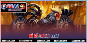 Đá gà Thomo - Cá cược đầy thú vị và hấp dẫn cùng EE88